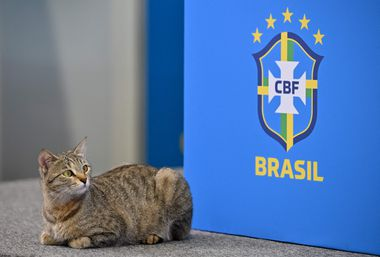 Internet critica assessor da CBF que tirou gato de bancada durante coletiva