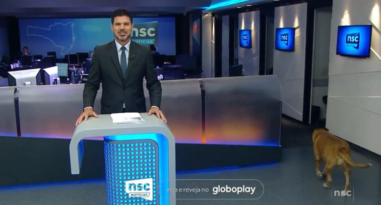 Cadela rouba a cena de telejornal ao vivo e viraliza nas redes!
