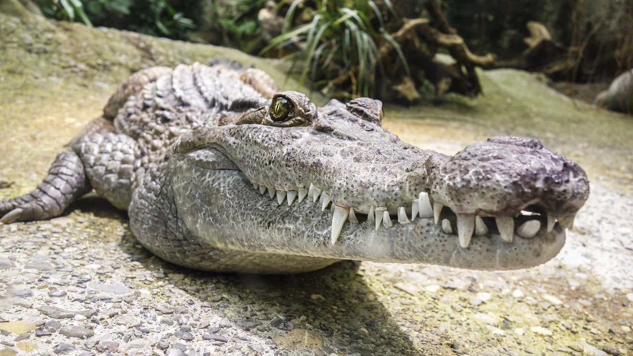 Idoso é arrastado para criadouro e devorado por 40 crocodilos