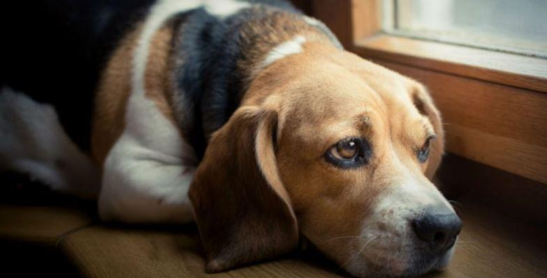 Especialista explica quanto tempo o cachorro pode ficar sozinho em casa