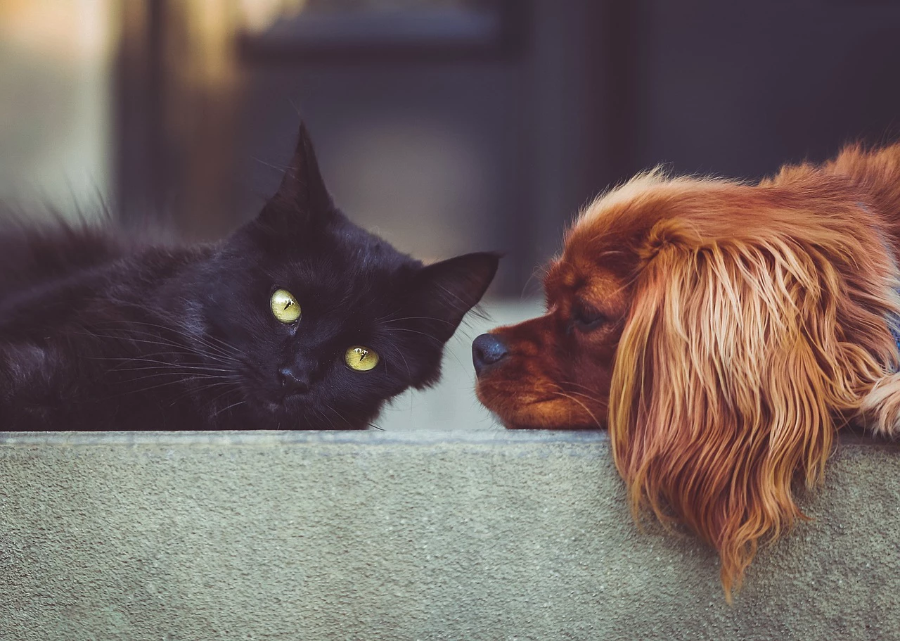 Saiba se é possível contrair febre maculosa através de seus pets