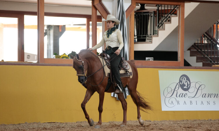 Indaiatuba (SP) sedia em julho a maior exposição do cavalo Árabe da América Latina