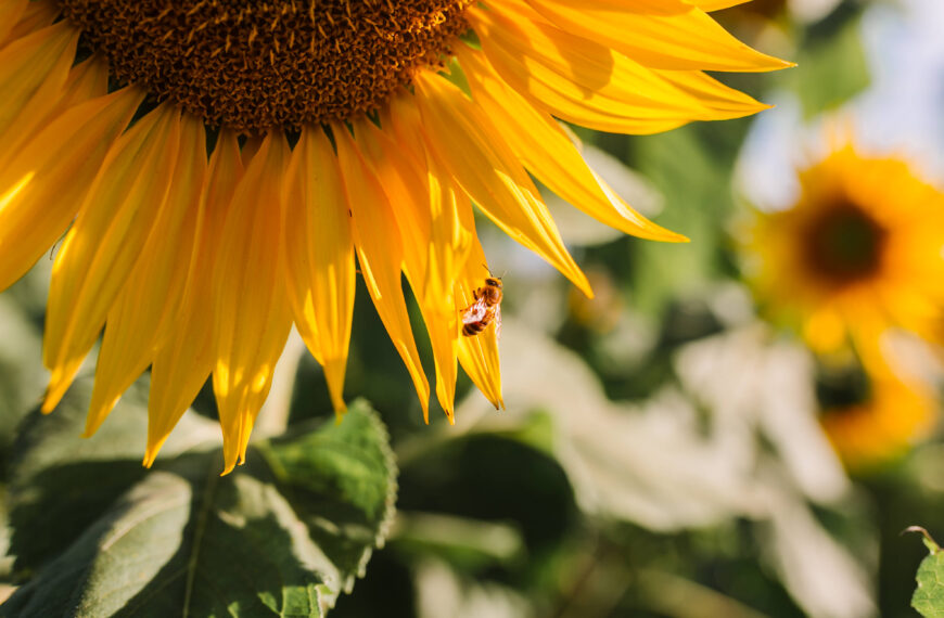 Campo de Girassóis do Vila&hellip;