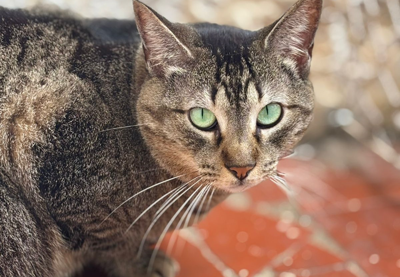 Polo Shopping Indaiatuba recebe feira de adoção de animais em parceria com a ONG Focinho Amigo