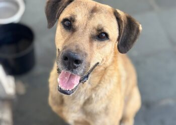 Polo Shopping Indaiatuba recebe feira de adoção de animais em parceria com a ONG Focinho Amigo