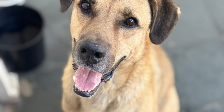 Polo Shopping Indaiatuba recebe feira de adoção de animais em parceria com a ONG Focinho Amigo