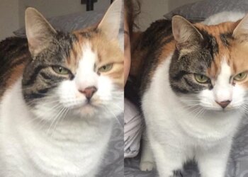 Gata some por 10 anos e reaparece no aniversário de 30 anos da tutora