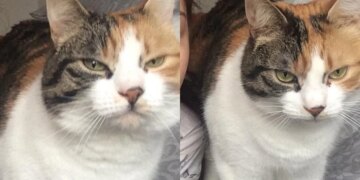 Gata some por 10 anos e reaparece no aniversário de 30 anos da tutora
