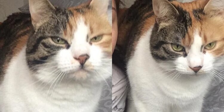 Gata some por 10 anos e reaparece no aniversário de 30 anos da tutora