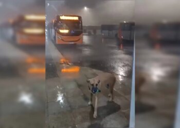 Rajadas de vento durante temporal no DF chegaram a 84,4 km/h, diz Inmet