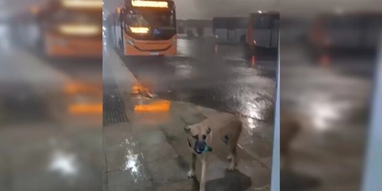 Rajadas de vento durante temporal no DF chegaram a 84,4 km/h, diz Inmet