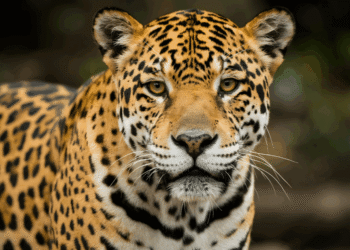 Animal de poder: saiba o que significa e como se conectar com essa força espiritual
