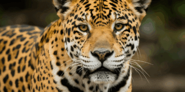 Animal de poder: saiba o que significa e como se conectar com essa força espiritual
